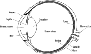 anatomia-occhio