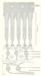 CELLULE RETINICHE