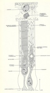 CELLULE VISIVE