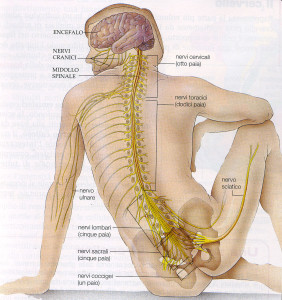 SISTEMA NERVOSO